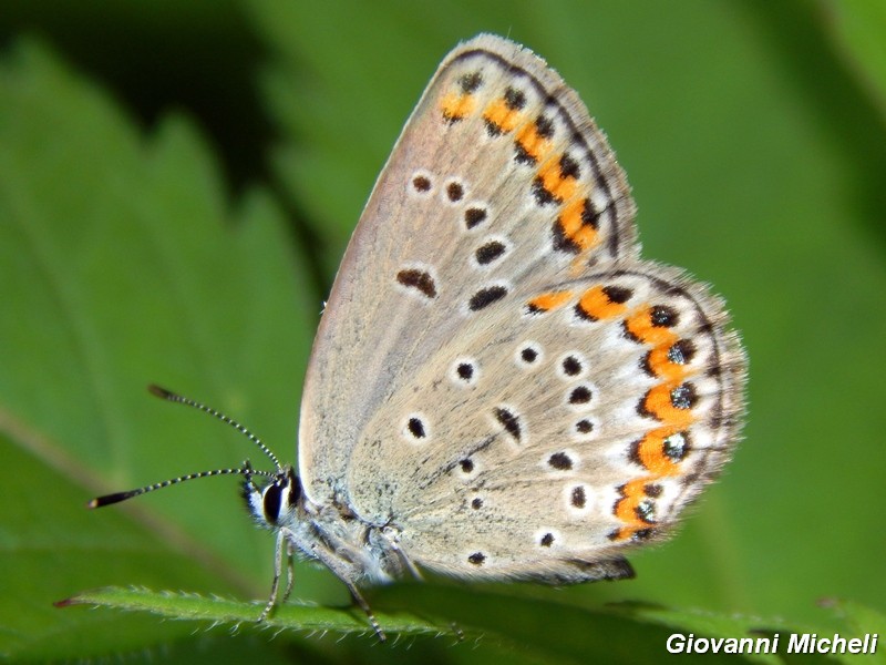 Plebejus argus